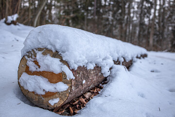snow covered tree