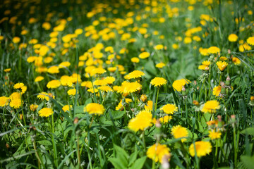 Lots of yellow dandelions. Flowers in the field.