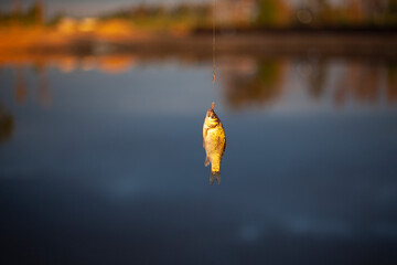 Small fish on the line. Fishing on the lake.