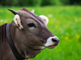 Profile of a cow's muzzle looking into the distance.