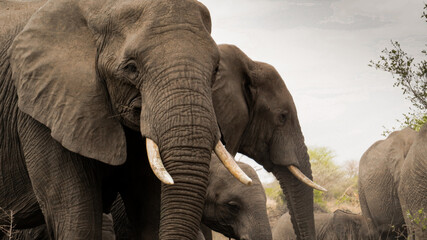Fototapeta na wymiar Heard of Elephants