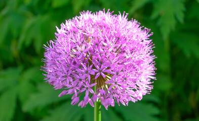 Close up of a Wild Leek FLower - Allium ampeloprasum