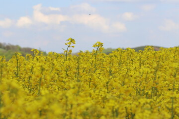 bl&uuml;hender Raps auf einem Rapsfeld