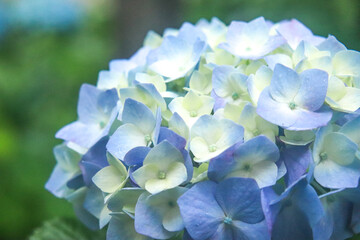 紫陽花 アジサイ あじさい ブルー 青い グリーン 花びら リラックス 美しい 落ち着いた 綺麗 雨 