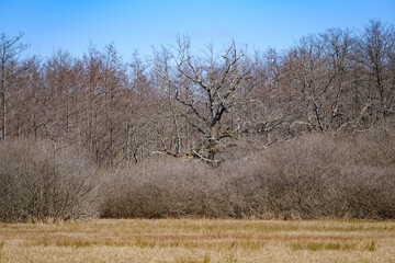 Krakovski gozd protected lowland  forest area in Slovenia