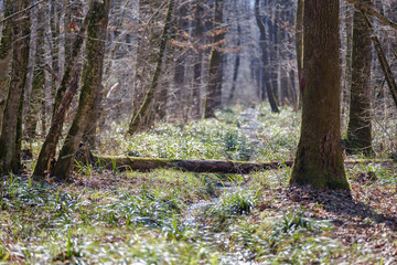 Krakovski gozd protected lowland  forest area in Slovenia