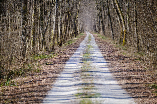 Krakovski gozd protected lowland  forest area in Slovenia