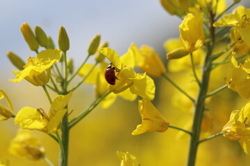 blühender Raps auf einem Rapsfeld