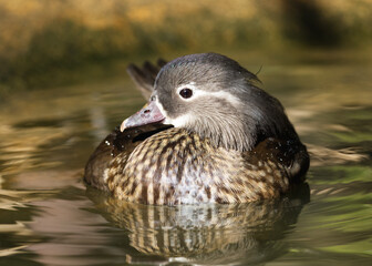 Close-up portrait of a female wood duck floating in water.