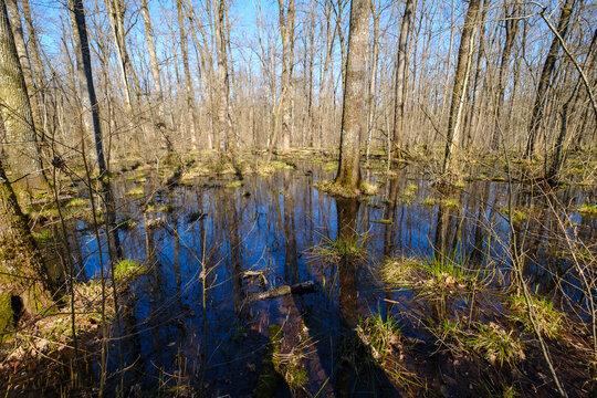 Krakovski gozd protected lowland  forest area in Slovenia