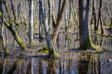 Fototapeta na wymiar Krakovski gozd protected lowland forest area in Slovenia