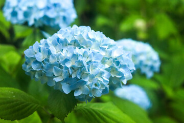 アジサイ 紫陽花 あじさい 美しい 可憐 綺麗 落ち着いた 梅雨 雨 ブルー 青い 6月 かわいい