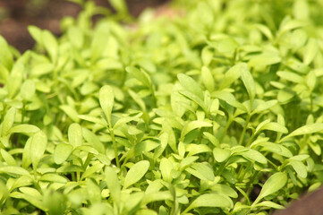 Frische Gartenkresse Lepidium sativum als Bildhintergrund