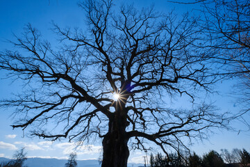 Fototapeta na wymiar Cvelbar oak tree near Krakovski gozd