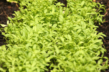 Frische Gartenkresse Lepidium sativum als Bildhintergrund