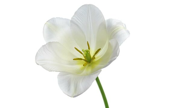 Beautiful white tulip opening on white background, close-up. Holiday, Mothers day, Wedding backdrop, Valentines Day, Easter concept.	
