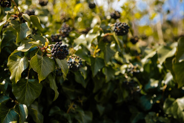 Branches of ivy fruit with black and blue berry like globular clusters, English ivy, common ivy or Hedera helix, green leaves, climbing plant in a sunny day, blurred background, selective focus
