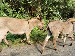 Donkeys walking  on the street in kerala,India. 