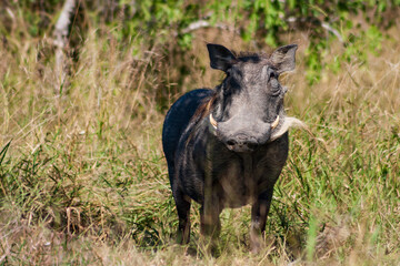 Front view of a common warthog Phacochoerus africanus standing on grass, Kruger National Park, South Africa
