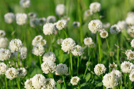 White clover blooming in the spring field
