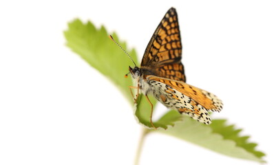 Melitaea phoebe, Knapweed fritillary butterfly on wild strawberry leaf isolated on white background