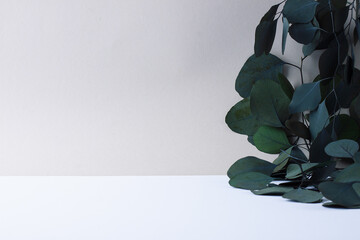 Cosmetic background with eucalyptus on grey. Empty showcase for cosmetic product presentation. Copy space © luckyshoe