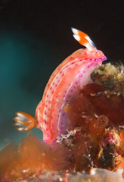 Light pink nudibranch crawling on reef