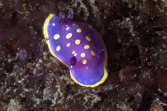 Bright purple nudibranch on coral reef