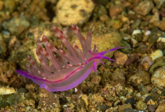 Light pink nudibranch crawling on reef