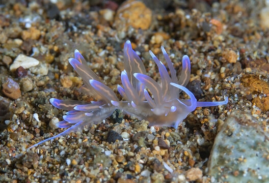 Translucent nudibranch sitting on coral reef