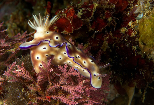 Vivid nudibranch crawling on coral reef in seawater