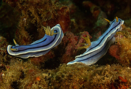 Blue nudibranchs swimming in deep sea