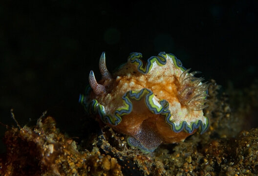 Colorful nudibranch on coral reef in seawater