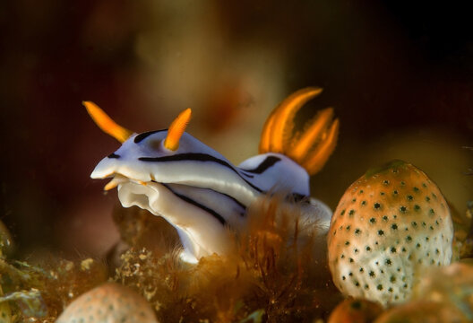 Blue nudibranch crawling on reef in sea