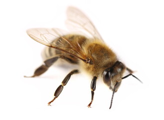 Honeybee isolated on white background
