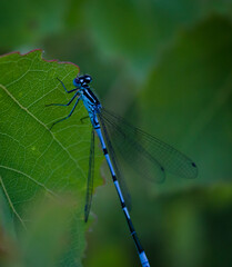 blue dragonfly on leaf