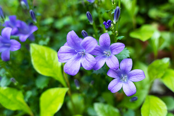 Close up of colorful flowers of Campanula portenschlagiana, the wall bellflower, during springtime