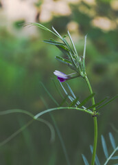 grasshopper on the grass