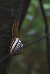 snail on a leaf