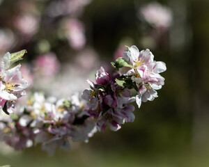 bee on pink flower