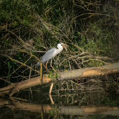 Great heron egret with big fish in his beak