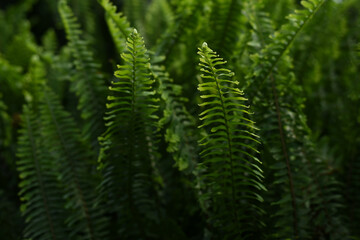 Fresh green tropical foliage. Rainforest jungle landscape. Green plants nature wallpaper. Organic nature background. Spring season Nature background.