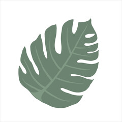 Monstera leaf, isolated hand drawn illustration, colored vector clipart, exotic tropical plant isoted on white background