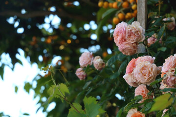 Obraz na płótnie Canvas Bright pink roses in a garden. Selective focus.