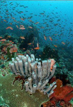 Shoal of fish swimming under sea water