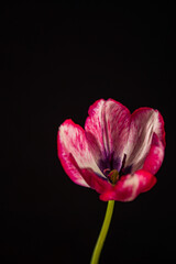 Fototapeta premium nice flower on the black background