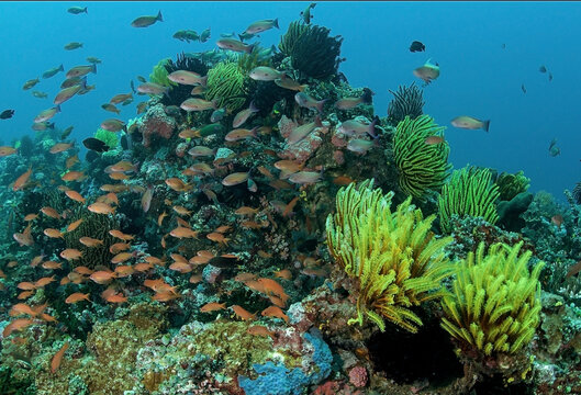Shoal of fish swimming under sea water