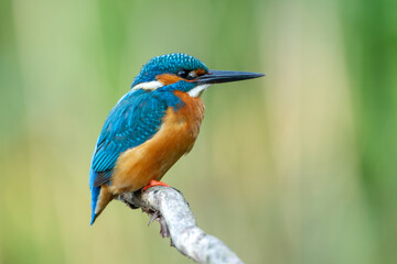 Kingfisher in the Netherlands with beautiful colors sitting on a branch