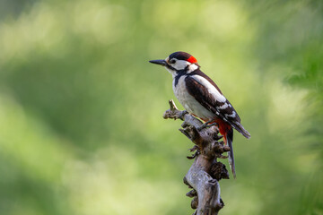 Great Spotted Woodpecker - Dendrocopos major - sitting on a branch with a green background