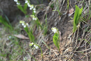 土手に咲き光を浴びる白いスズランの花